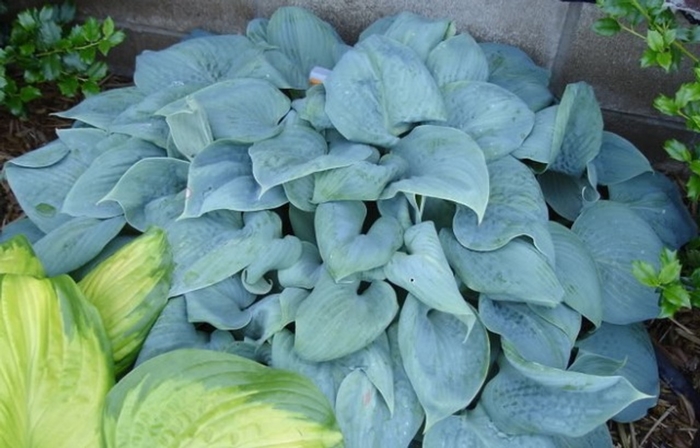 Fragrant Blue Hosta - Hosta x ''Fragrant Blue'' from EC Browns Nursery