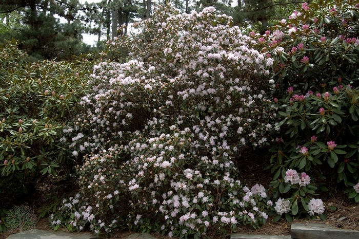 Windbeam Rhododendron - Rhododednron 'Windbeam' from EC Browns Nursery