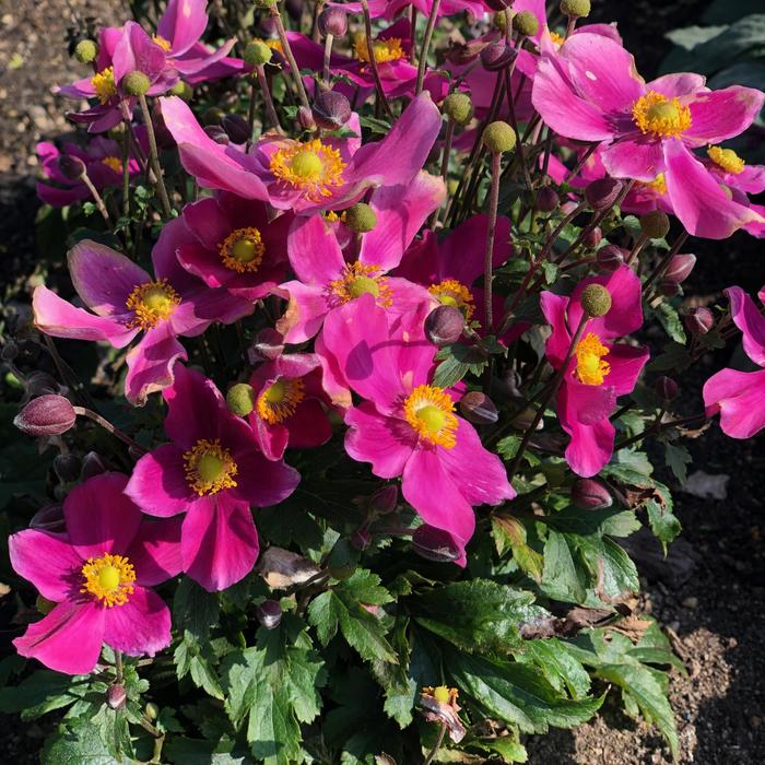 Fantasy&trade; 'Red Riding Hood' - Anemone from EC Browns Nursery