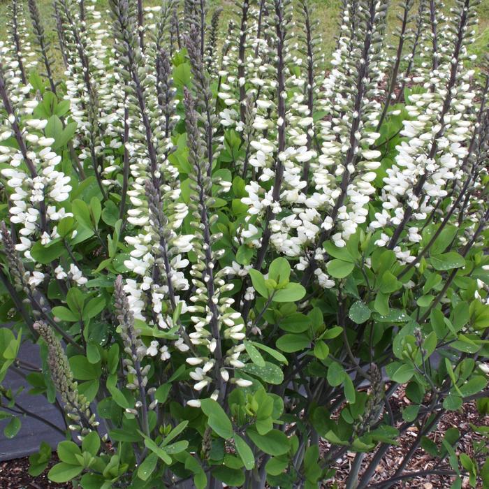 'Ivory Towers' False Indigo - Baptisia PP26827 from EC Browns Nursery
