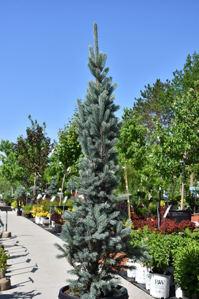 'Blue Totem' Colorado Spruce - Picea pungens from EC Browns Nursery
