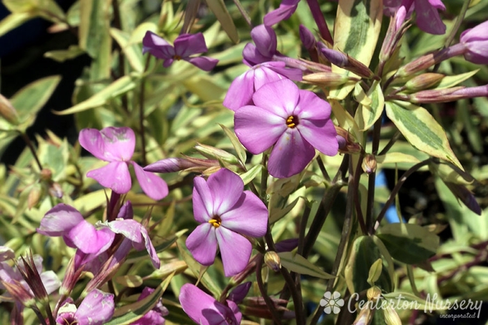 Triple Play Meadow Phlox - Phlox glaberrima 'Triple Play' PP21329 (Meadow Phlox) from EC Browns Nursery