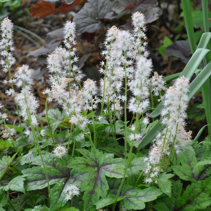 Angel Wings Foamflower - Tiarella cordifolia from EC Browns Nursery