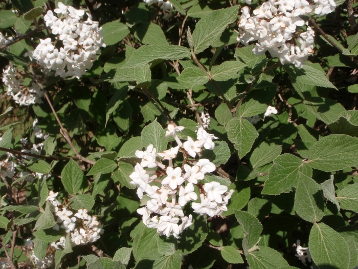 Judd viburnum - Viburnum x 'juddii' from EC Browns Nursery