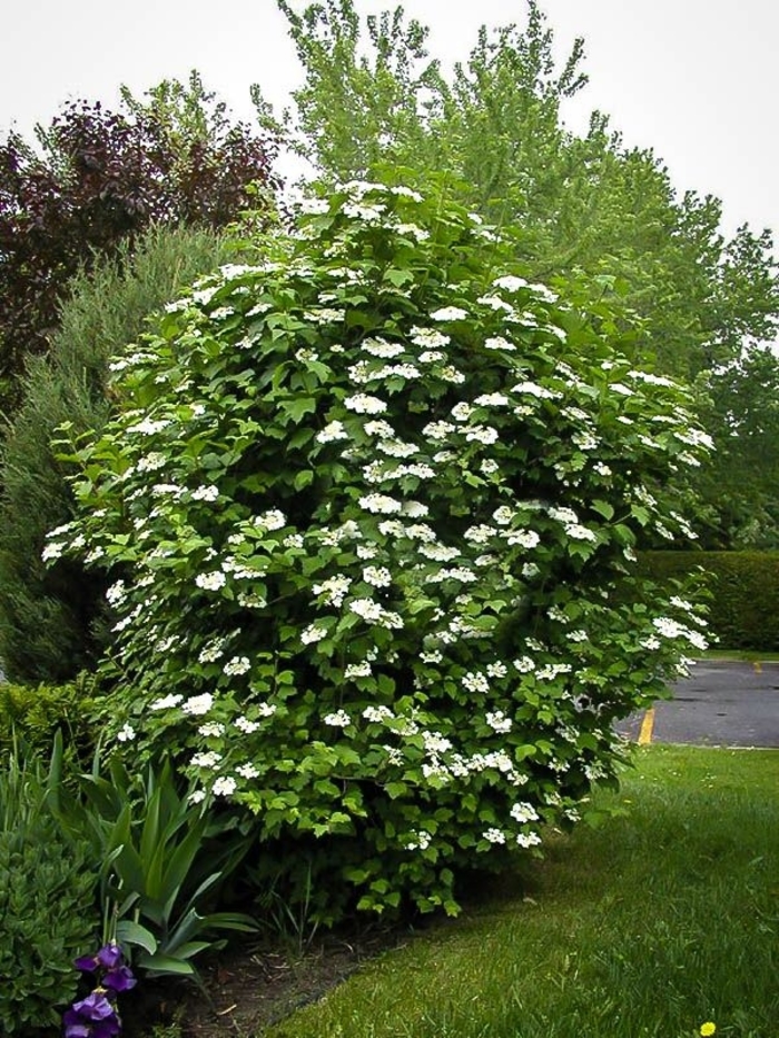 Cranberrybush Viburnum - Viburnum trilobum 'Wentworth' from EC Browns Nursery