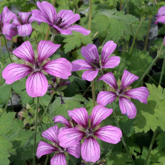 Sue Crug Geranium - Geranium x 'Sue Crug' from EC Browns Nursery