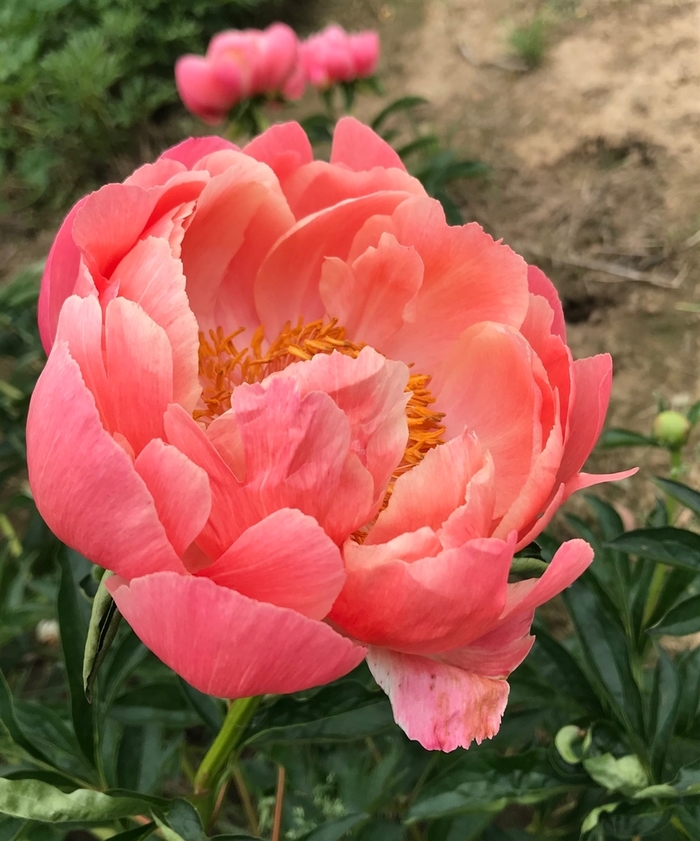 Pink Hawaiian Coral Peony - Paeonia 'Pink Hawaiian Coral' (Peony) from EC Browns Nursery