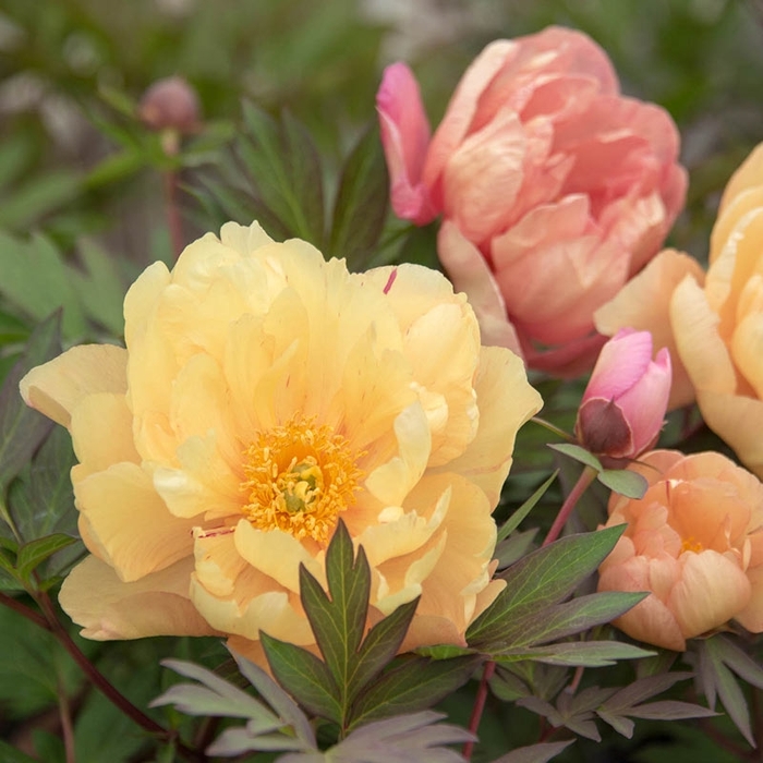 Singing in the Rain Itoh Peony - Paeonia 'Singing in the Rain' (Itoh Peony) from EC Browns Nursery