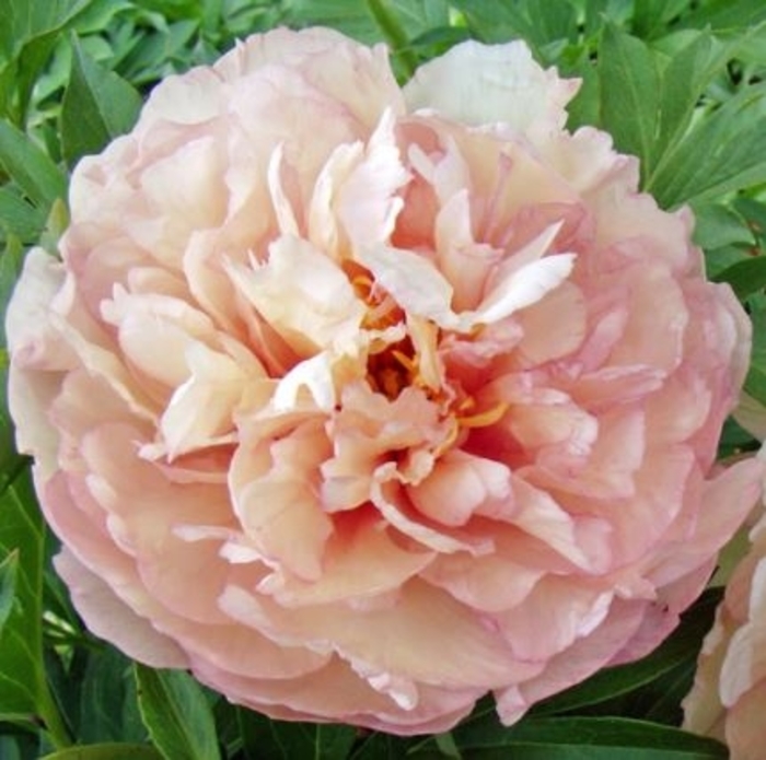 Scrumdiddlyumptious Itoh Peony - Paeonia 'Scrumdiddlyumptious' (Itoh Peony) from EC Browns Nursery