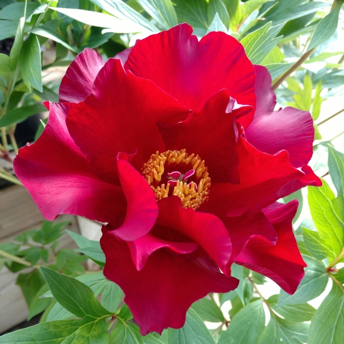 Scarlet Heaven Itoh Peony - Paeonia 'Scarlet Heaven' (Itoh Peony) from EC Browns Nursery