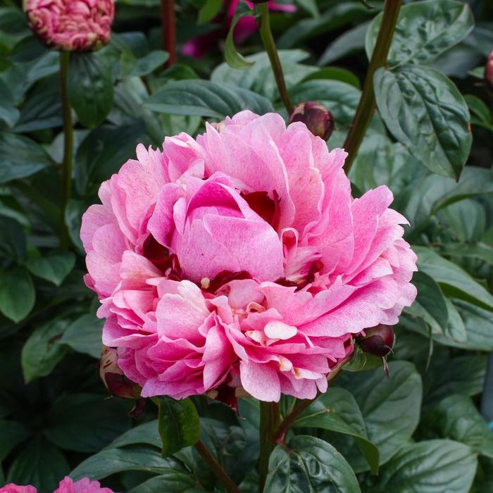 'The Fawn' Peony - Paeonia lactiflora from EC Browns Nursery