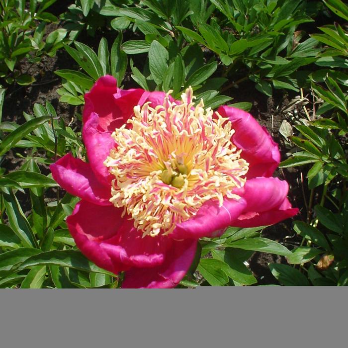 'Sword Dance' Peony - Paeonia lactiflora from EC Browns Nursery