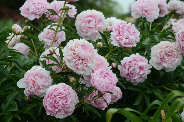 'Sarah Bernhardt' Peony - Paeonia lactiflora from EC Browns Nursery