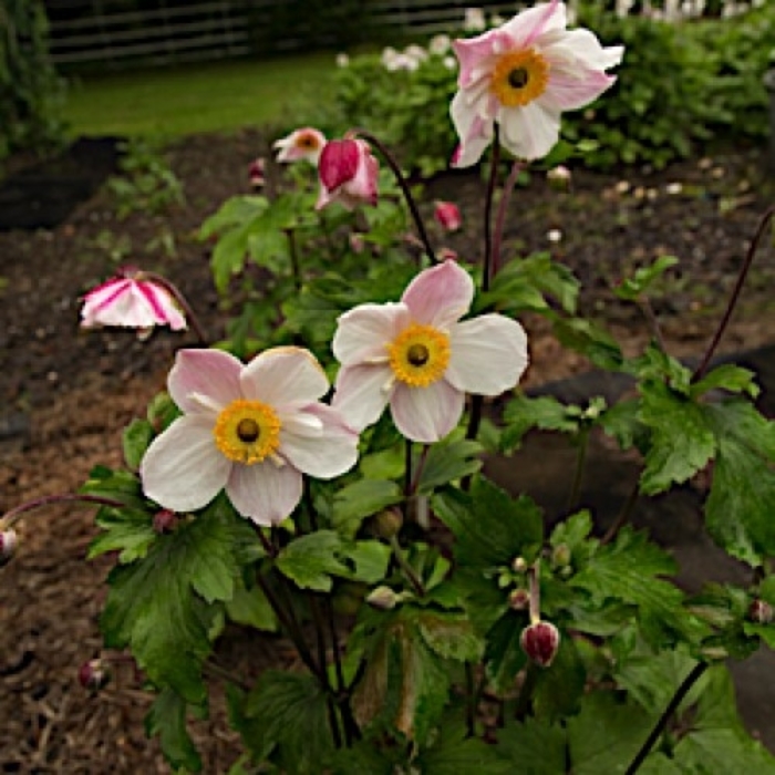 Dainty Swan Japanese Anemone - Anemone 'Dainty Swan' PPAF (Japanese Anemone) from EC Browns Nursery