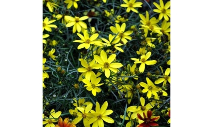 Cruizin' Electric Avenue - Coreopsis verticillata 'Electric Avenue' PP24688 (Tickseed) from EC Browns Nursery