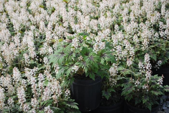 Timbuktu Foamflower - Tiarella 'Timbuktu' (Foamflower) from EC Browns Nursery