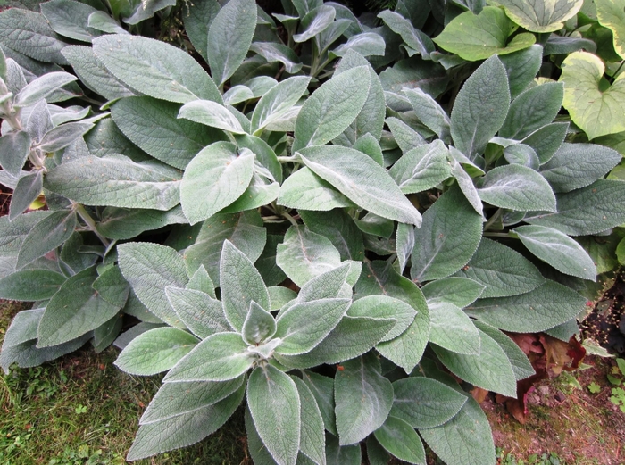 Silky Fleece Lamb's Ear - Stachys byzantina 'Silky Fleece' (Lamb's Ear) from EC Browns Nursery