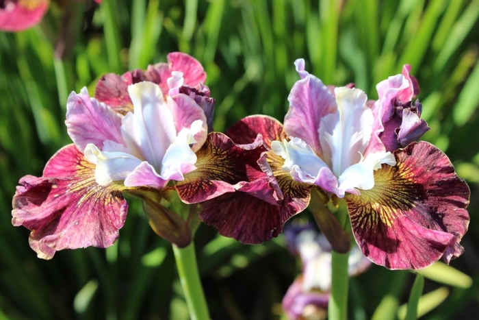 PAinted Women Siberian Iris - Iris sibirica PEACOCK TM 'Painted Women' from EC Browns Nursery