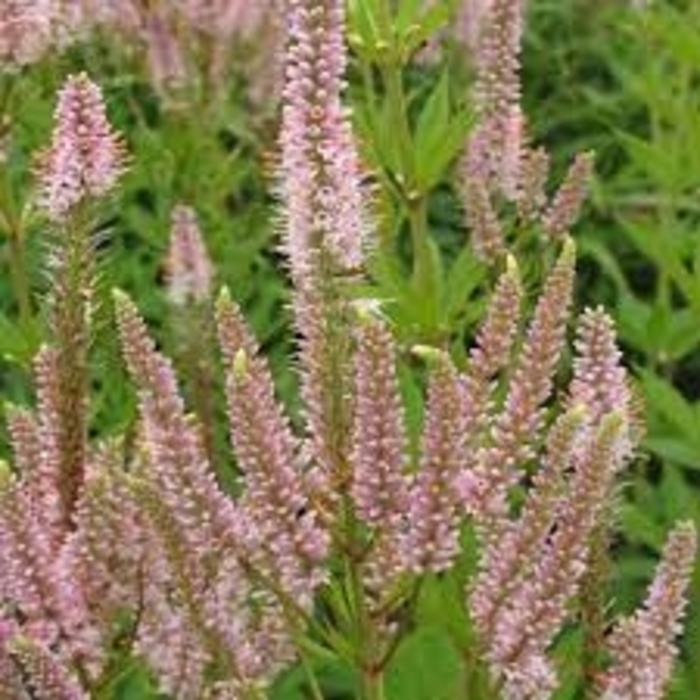 Challenger Culver's Root - Veronicastrum virginicum virg. 'Challenger' from EC Browns Nursery