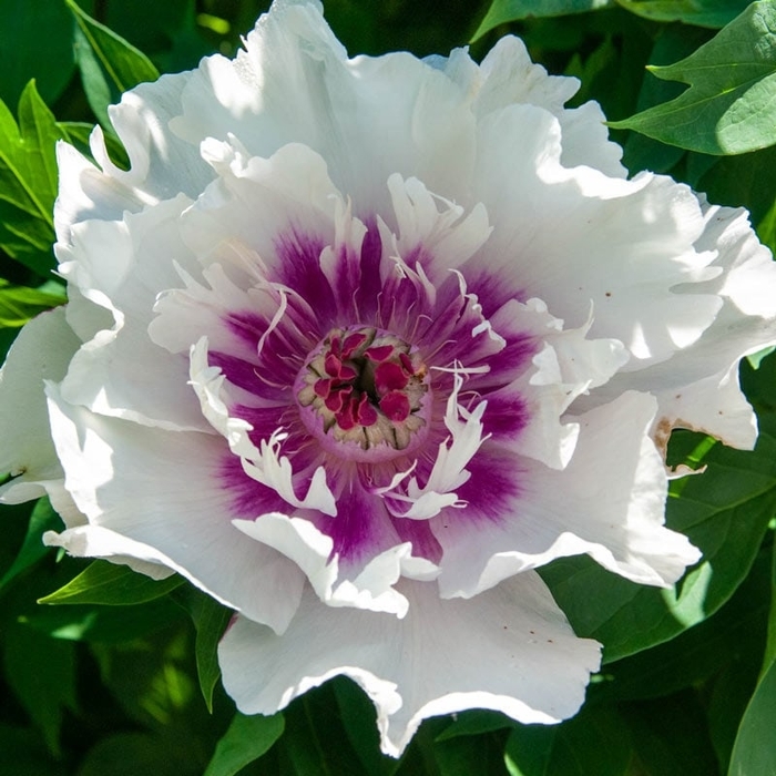 Raggedy Ann ITOH Peony - Paeonia 'Raggedy Ann' (ITOH Peony) from EC Browns Nursery