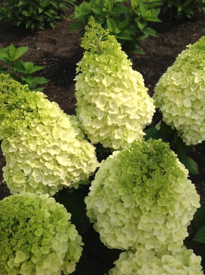 Moonrock&trade; - Hydrangea paniculata from EC Browns Nursery