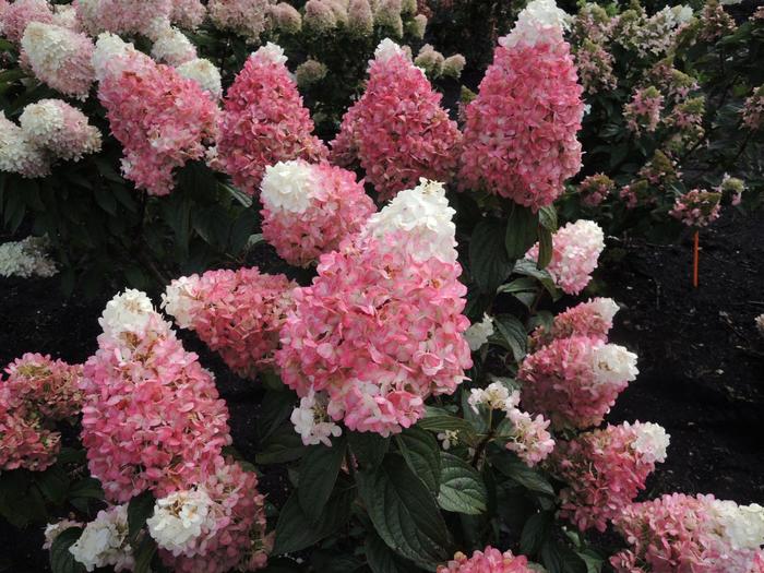 'Ruby Snow&trade;' Panicle Hydrangea - Hydrangea paniculata from EC Browns Nursery