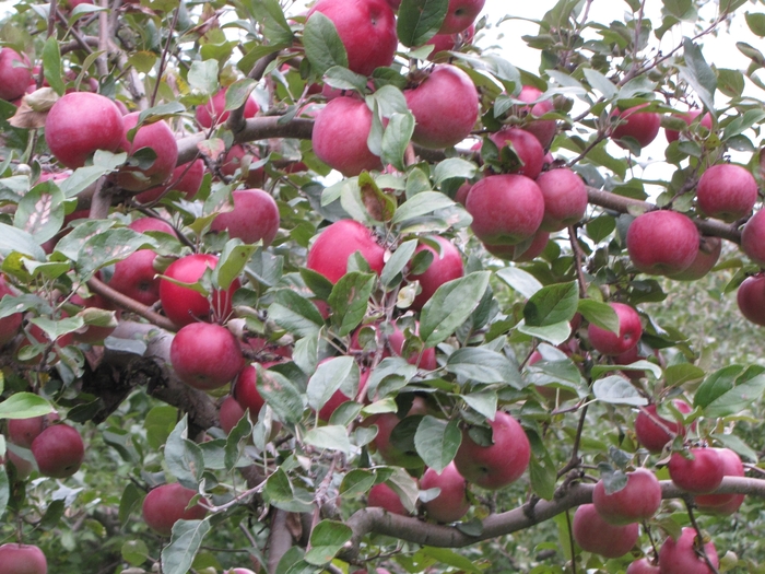 Red Spy Apple - Apple 'Red Spy' from EC Browns Nursery