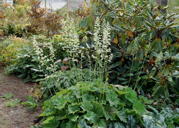 Autumn Bride Coral Bells - Heuchera villosa 'Autumn Bride' from EC Browns Nursery