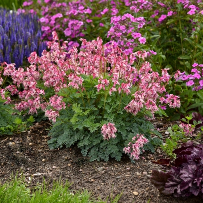 Pink Diamonds Everblooming Bleeding Heart - Dicentra x 'Pink Diamonds' from EC Browns Nursery