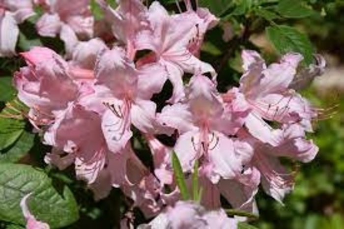Candy Lights&trade; Azalea - Rhododendron Northern Lights hybrid 'Candy Lights&trade;' (Azalea) from EC Browns Nursery