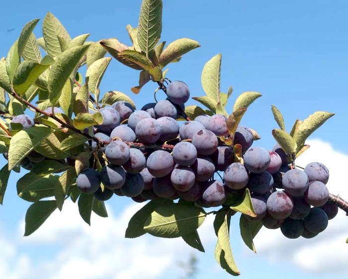 Beach Plum - Prunus maritima from EC Browns Nursery