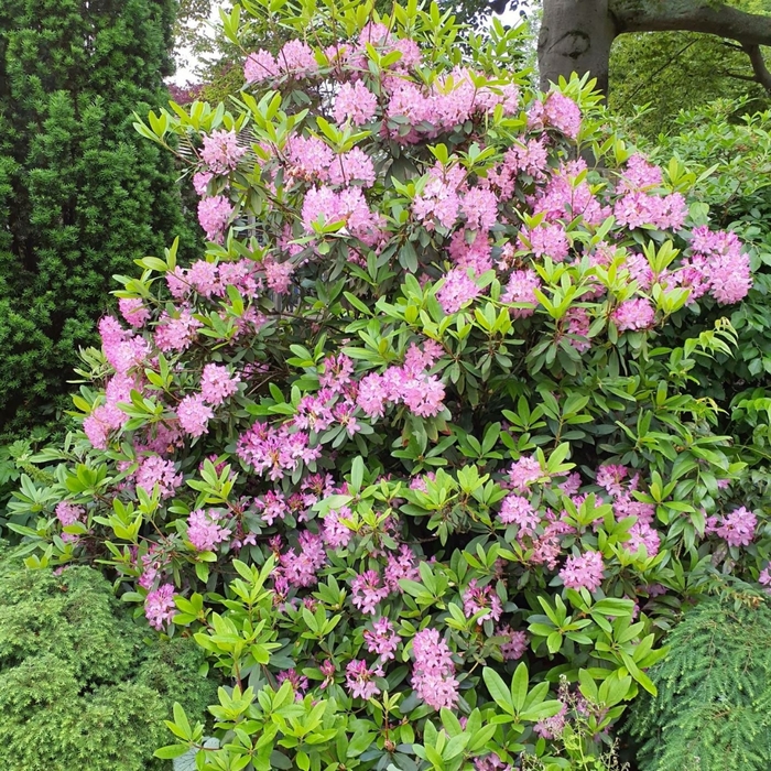 Compacta Rhododendron - Rhododendron maximum 'Compacta' (Rhododendron) from EC Browns Nursery