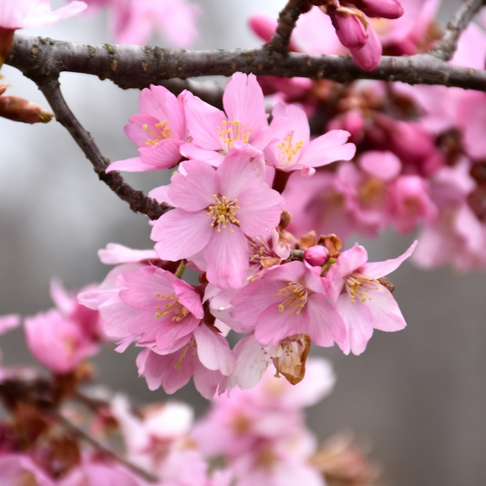 Pink Flair® Cherry - Prunus sargentii 'JFS-KW58' PPAF (Cherry) from EC Browns Nursery