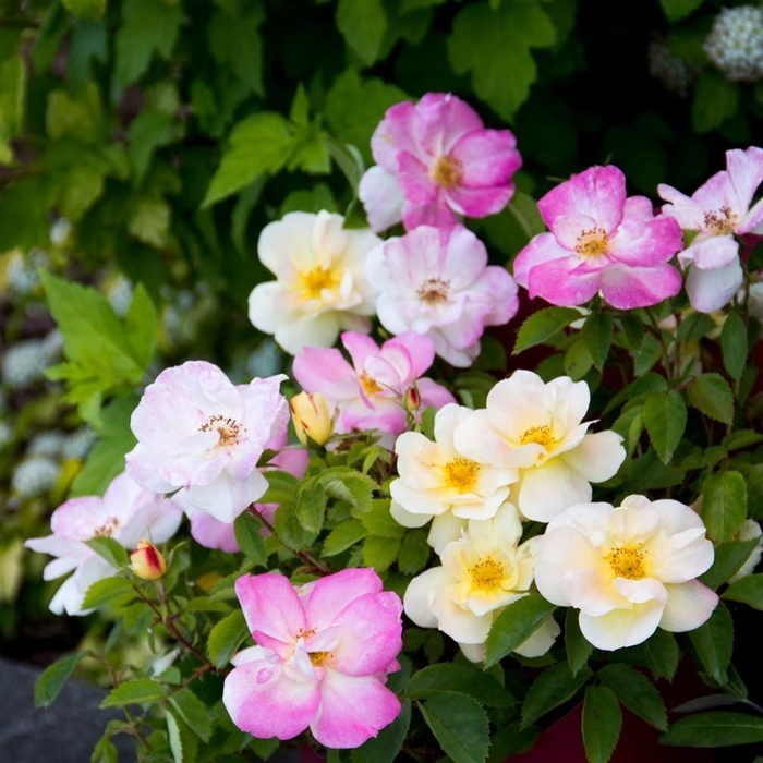 Peach Lemonade Rose - Rosa 'Peach Lemonade' Radpastel PP266758 (Rose) from EC Browns Nursery