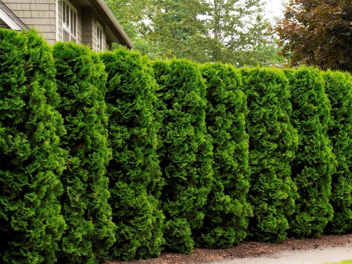  'Holmstrup' - Thuja occidentalis from EC Browns Nursery