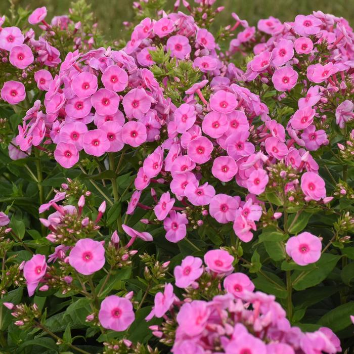 Luminary™ 'Prismatic Pink' - Phlox paniculata (Garden Phlox) from EC Browns Nursery