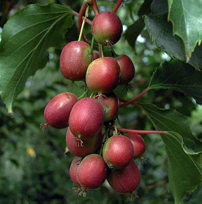 Red Beauty (female)l Kiwi Vine - Actinidia kolomitka 'Red Beauty' from EC Browns Nursery