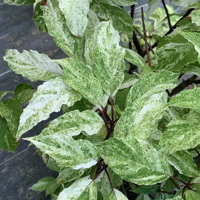 Vareigated Mottled Panicle Hydrangea - Hydrangea paniculata 'Yuki Gessho' from EC Browns Nursery