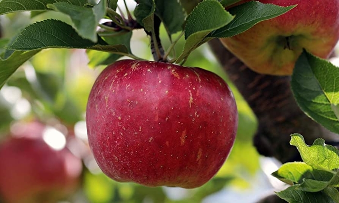Cortland Apple - Apple 'Cortland' from EC Browns Nursery