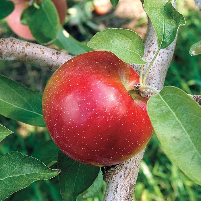 Liberty Apple - Apple 'Liberty' from EC Browns Nursery