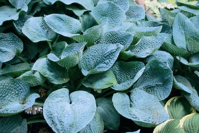 Big Daddy Plantain Lily, Hosta - Hosta 'Big Daddy' (Plantain Lily, Hosta) from EC Browns Nursery