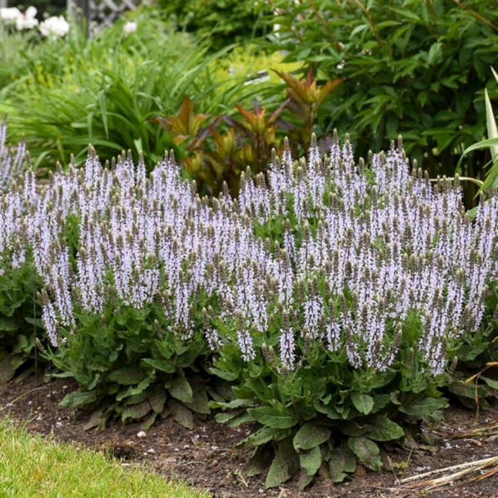 Bumblesky Wood Sage - Salvia nemerosa 'Bumblesky' PP30085 (Wood Sage) from EC Browns Nursery