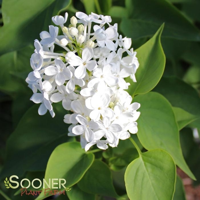Betsy Ross Lilac - Syringa x oblata 'Betsy Ross' (Lilac) from EC Browns Nursery