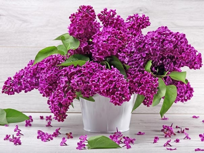 Monge Lilac - Syringa vulgaris 'Monge' (Lilac) from EC Browns Nursery