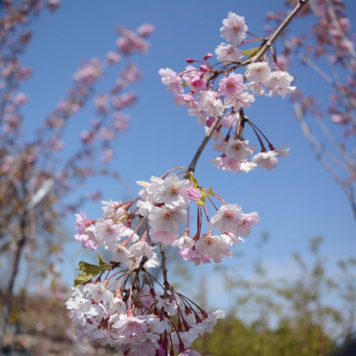Double Pink Weeping Cherry - Prunus subhirtella var. pendula from EC Browns Nursery