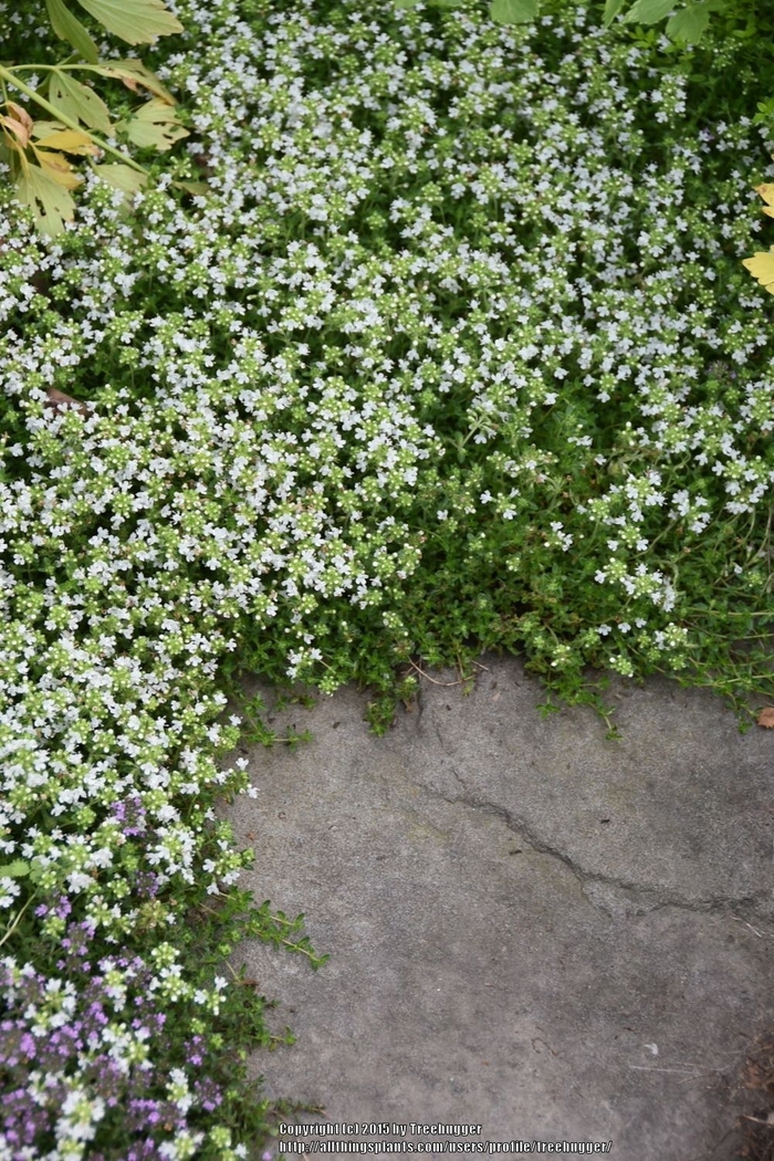White Mother of Thyme - Thymus serpyllum 'Alba' from EC Browns Nursery