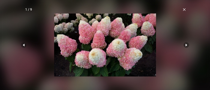 Love-A-Lot Hydrangea - Hydrangea paniculata WORRY FREE 'Love-A-Lot' from EC Browns Nursery