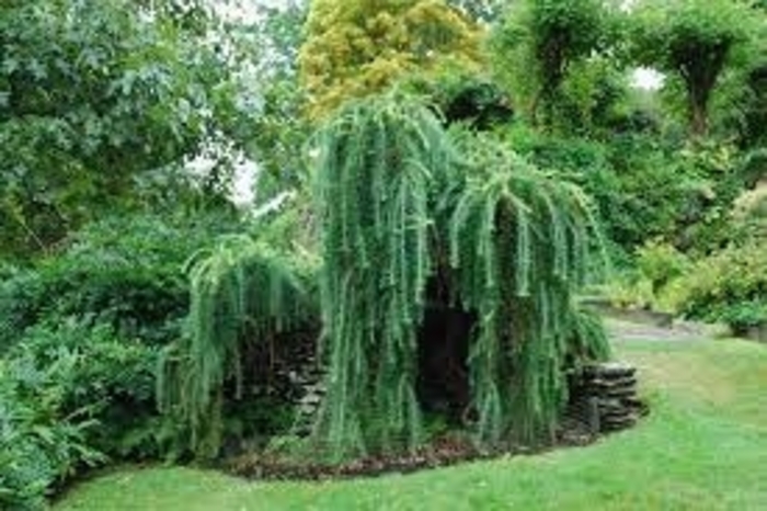 Horstmann''s Recurva European Larch - Larix decidua ''Horstmann''s Recurva'' (European Larch) from EC Browns Nursery