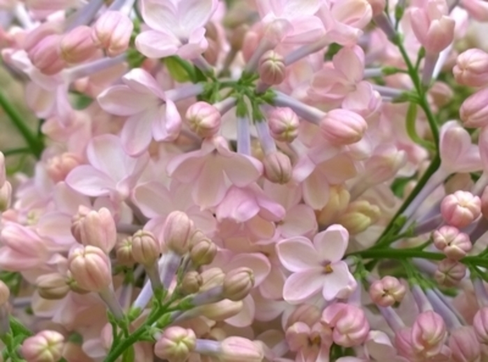 Maiden's Blush Lilac - Syringa x hyacinthiflora 'Maiden's Blush' (Lilac) from EC Browns Nursery