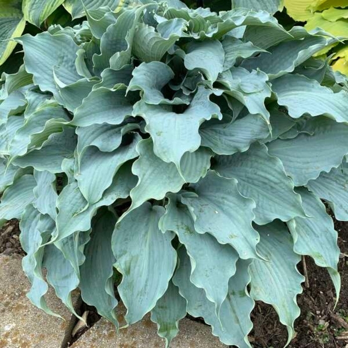 Dancing with Dragons - Hosta 'Dancing with Dragons' from EC Browns Nursery